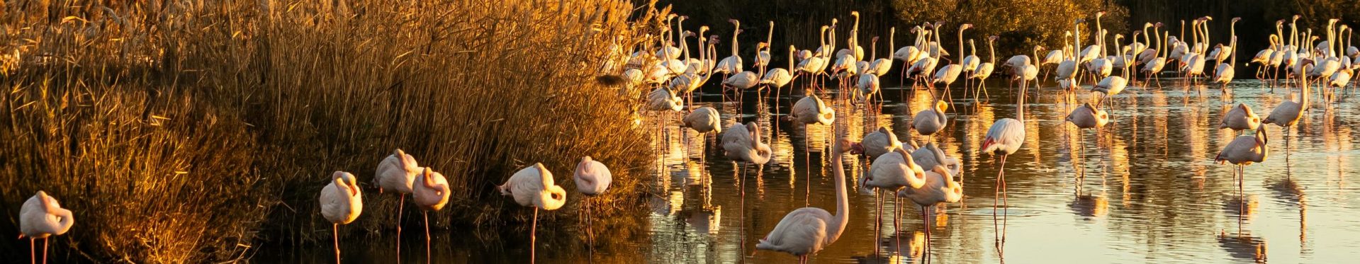 Djinny Vincent – Autrice en Camargue